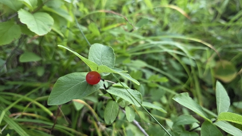 Lonicera chamissoi, photograph 5