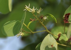 Bauhinia racemosa