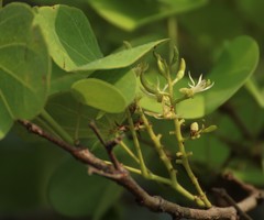 Bauhinia racemosa