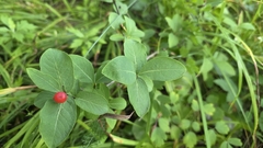 Lonicera chamissoi, photograph Anastasia Balaeva, CC BY, iNaturalist via GBIF