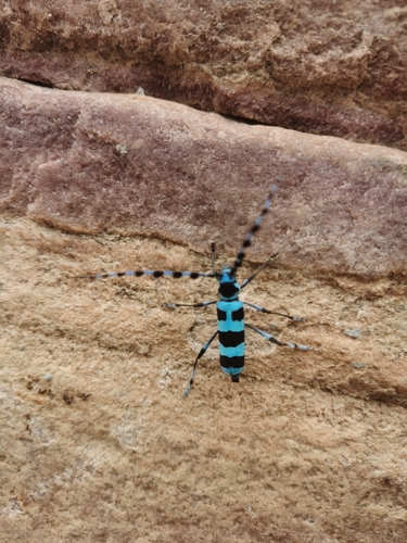Rosalia coelestis