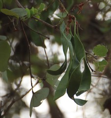 Bauhinia racemosa