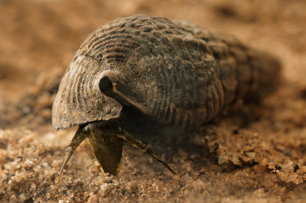 mangrove whelk