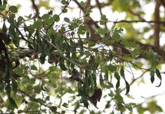Bauhinia racemosa