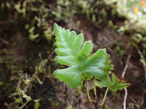 Davallia repens, photograph 3