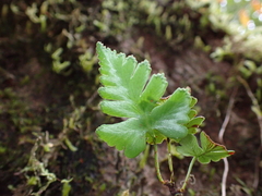 Davallia repens, photograph (c) Neal Kelso, some rights reserved (CC BY)