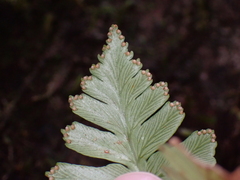 Davallia repens, photograph (c) Neal Kelso, some rights reserved (CC BY)