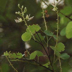 Bauhinia racemosa