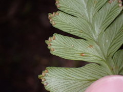 Davallia repens, photograph (c) Neal Kelso, some rights reserved (CC BY)