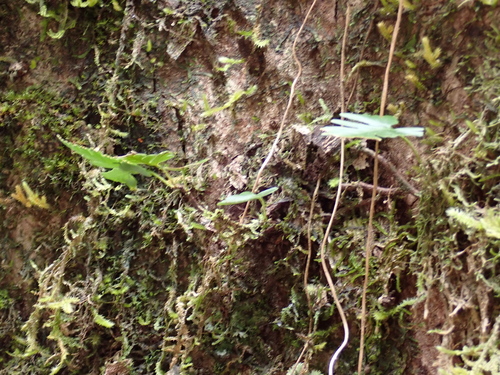 Davallia repens, photograph 6