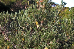 Silver Banksia