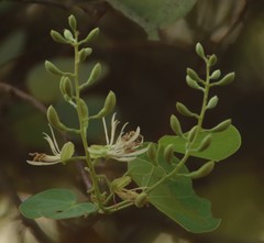 Bauhinia racemosa