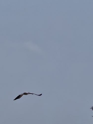 European White Stork