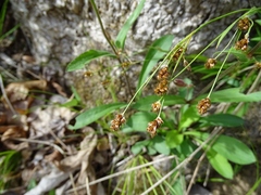 Luzula bulbosa
