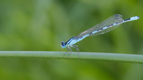 Alkali Bluet photo 4