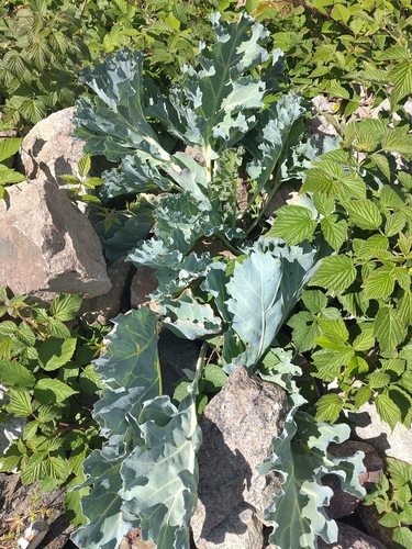 sea kale