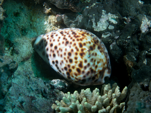 Tiger Cowry