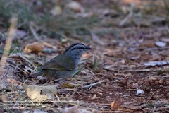 Arremonops chloronotus