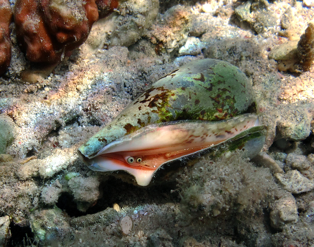 Mauritian conch