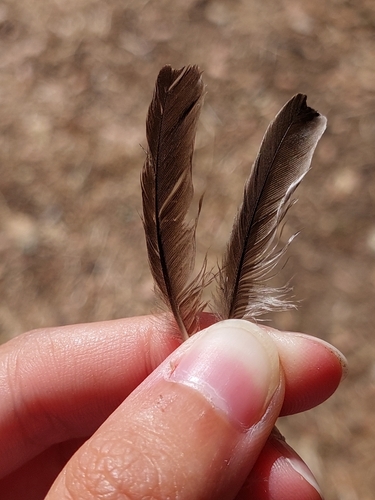 Plume de Hirondelle de fenêtre