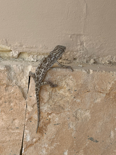 Common Chameleon