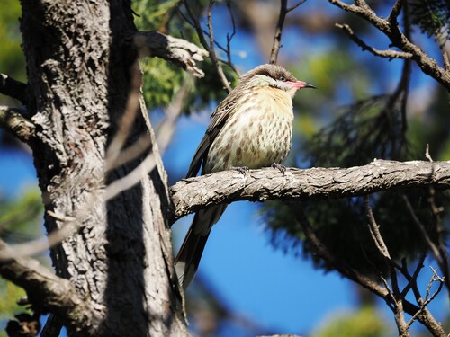 Spiny-cheeked Honeyeater