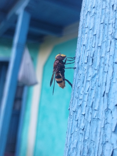 Hornet Mimic Hover Fly