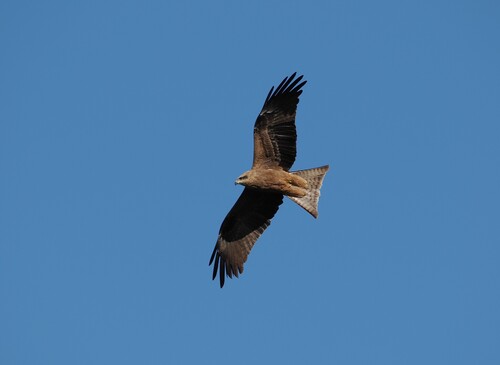 Black Kite