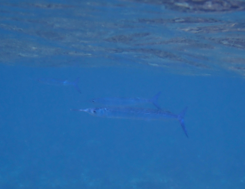 Hyporhamphus dussumieri observed 2026-07-31