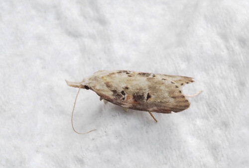 Anchinia daphnella