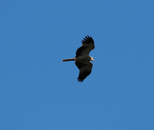 Whistling Kite