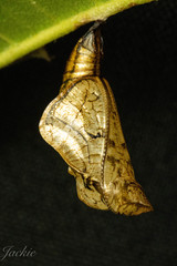 Phaedyma shepherdi