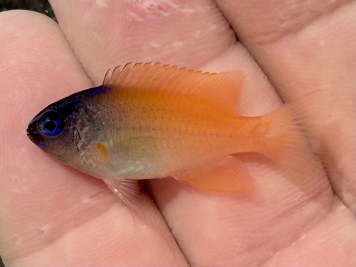 King demoiselle (Chrysiptera rex) — Pomacentridae — 2