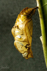 Phaedyma shepherdi