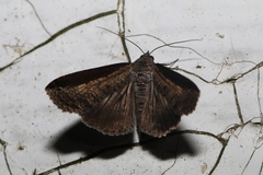Lophoptera squammigera
