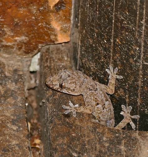 Tropical House Gecko, photo 6 of 8