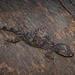 Hemidactylus mabouia - Photo (c) Alexandre Roux,  זכויות יוצרים חלקיות (CC BY-NC-SA)
