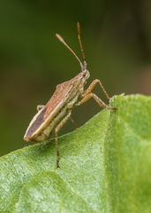 Althos