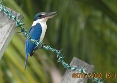 Todiramphus chloris