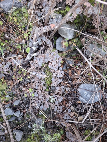 Acaena caesiiglauca