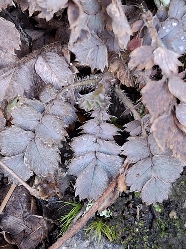Acaena caesiiglauca, photograph 2