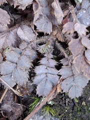 Acaena caesiiglauca, photograph (c) Mel Whiting, some rights reserved (CC BY)