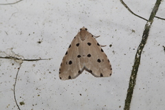 Metaemene atrigutta maculata