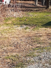 Turdus migratorius image