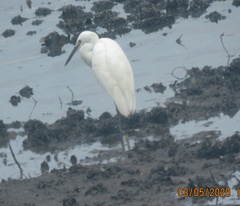 Egretta garzetta