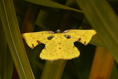 Corymica spatiosa