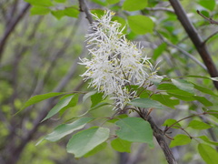 Fraxinus bungeana