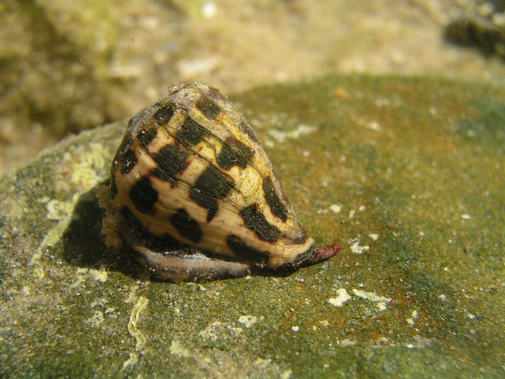 black-and-white cone