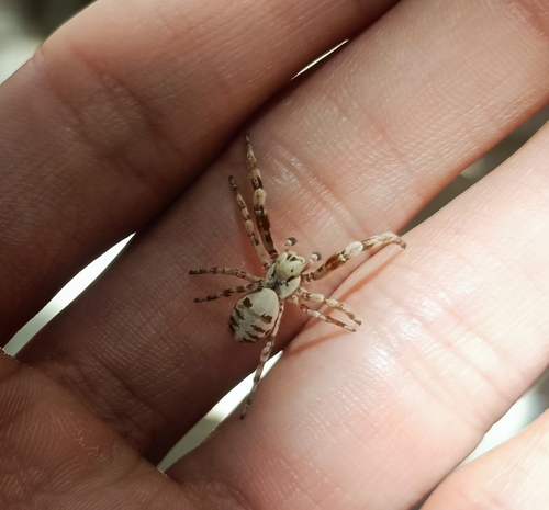Stegodyphus pacificus
