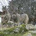 Iberian Wolf - Photo (c) Juan José González Vega, some rights reserved (CC BY-SA)